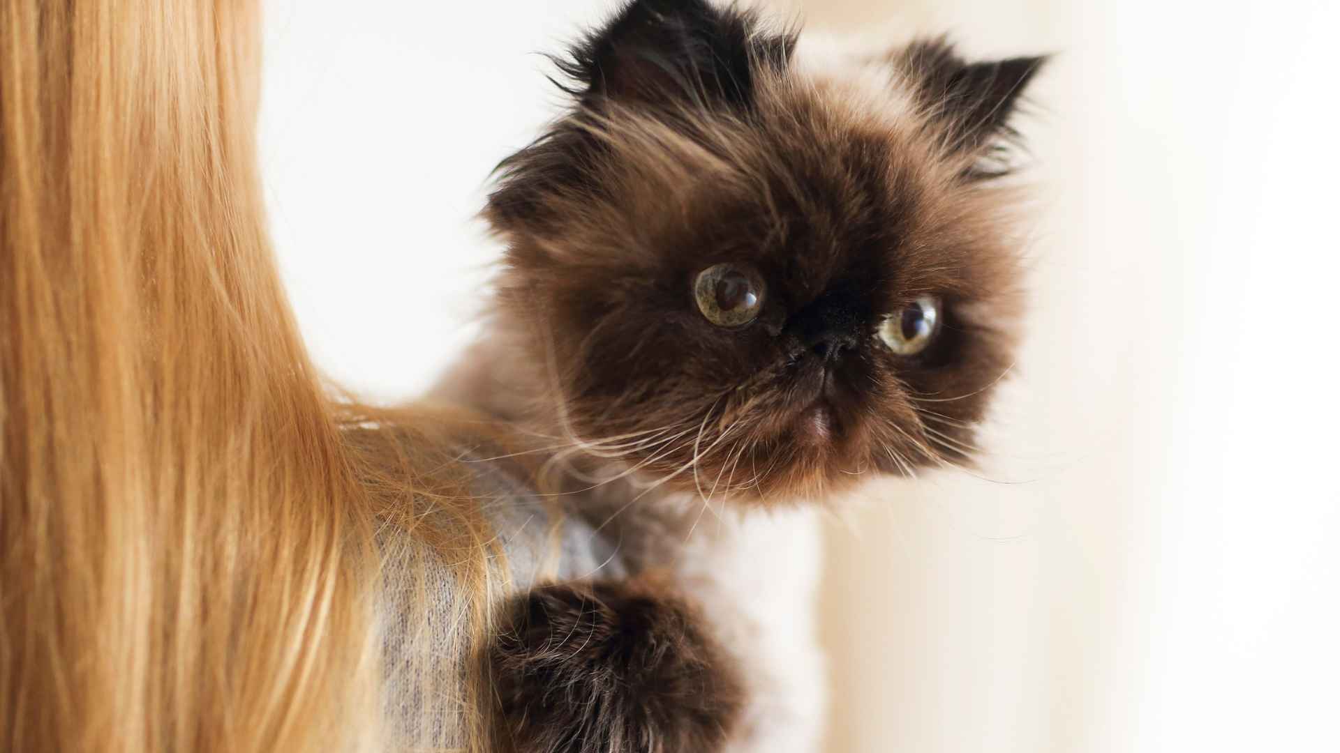 mi gato está lleno de nudos
